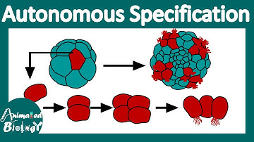 Autonomous specification |What is autonomous & conditional specification? | Cell fate specification