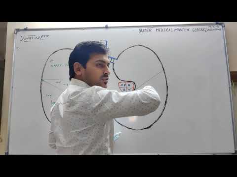 Human respiratory structure / complete information about Lungs. By Dr RAHUL DEV.