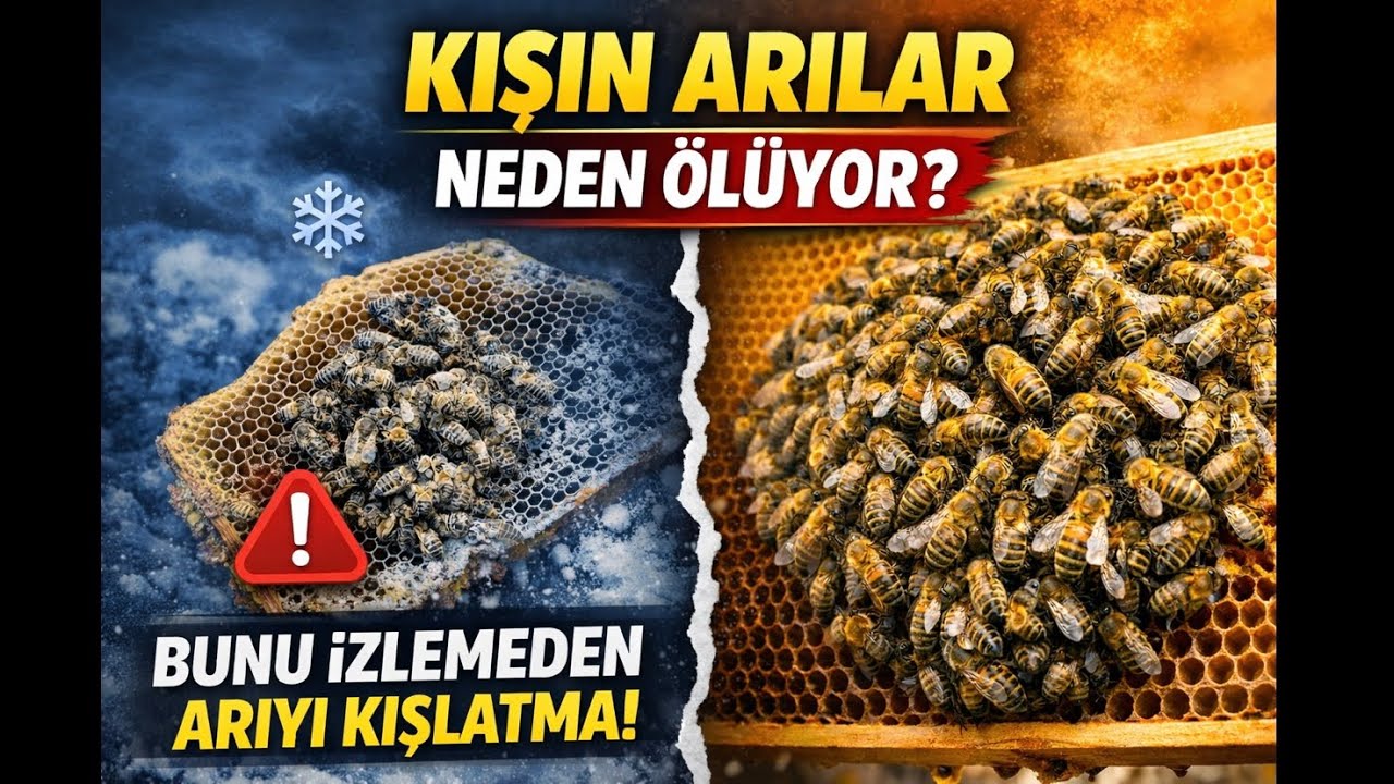 Bal Arılar Kışın Neden Ölüyor? 