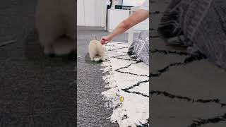How to train your Rabbit stand and walk 怎麼訓練你的兔子站立跟走路