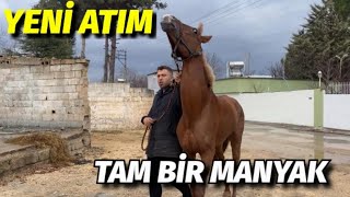 YENİ AT ALDIM!YARIŞTAN ÇIKMA ARAP ATI