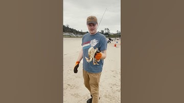 How to catch a Dungeness Crab #crabbing #crab #beach #outdoors #fishing #fish #fishinglife #oregon