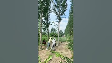 The process of cutting large poplar trees