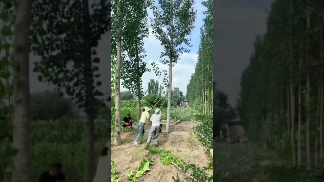 The process of cutting large poplar trees