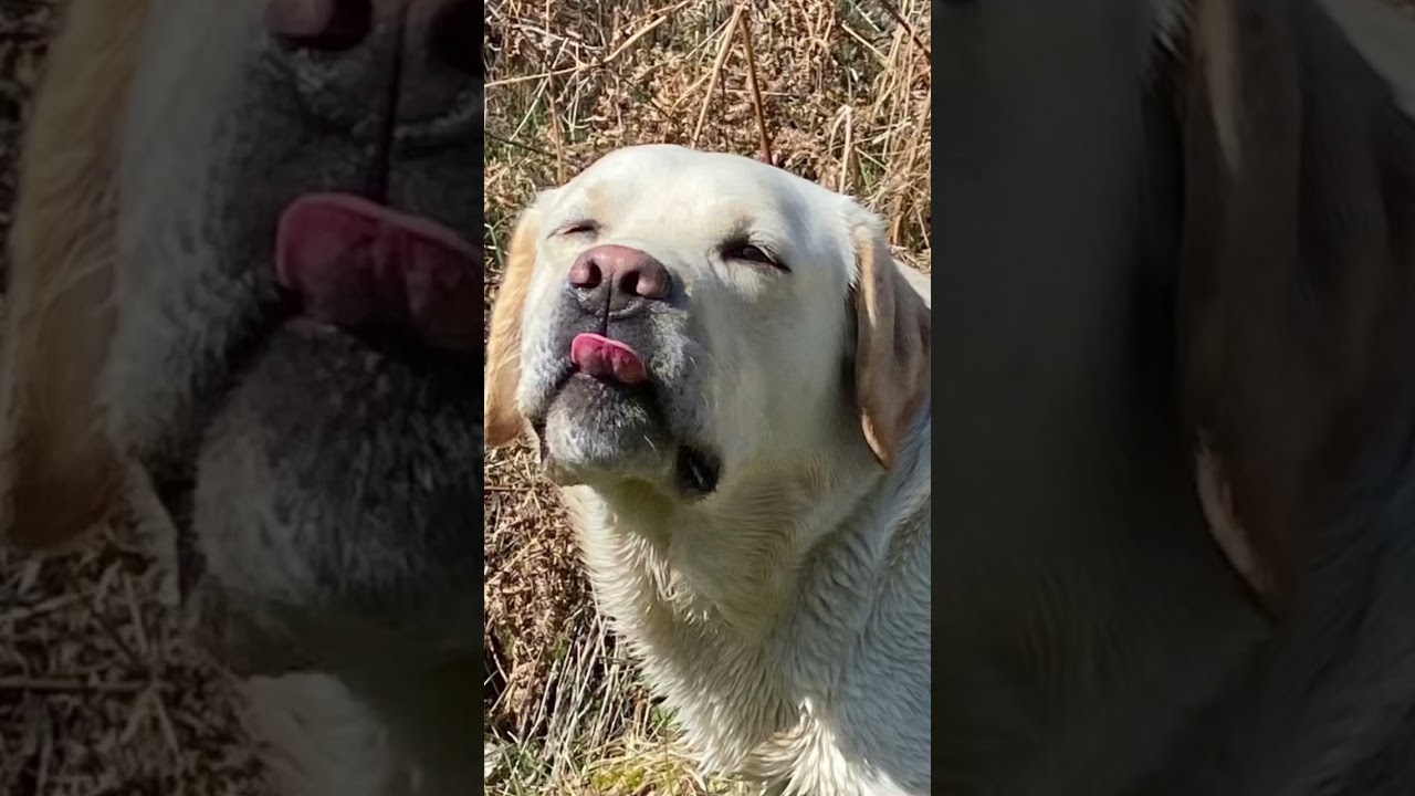 Can you touch your nose with your tongue like me? 