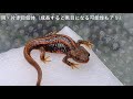 アマミシリケン2020CB 個体/飼育参考動画