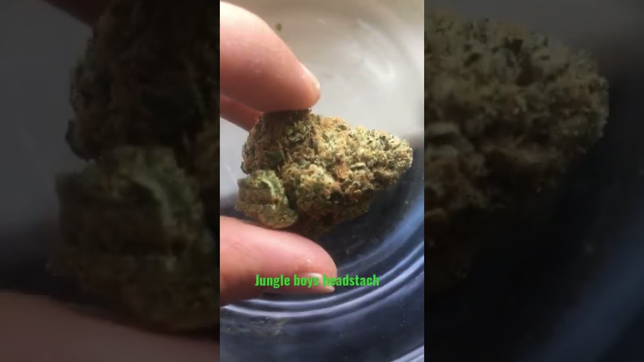 Strain review jungle boys headstach