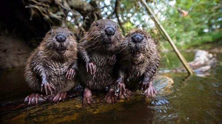 The common beaver is a hardworking builder. / Animal World