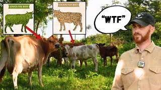 Why Grain-fed cows shouldn't always eat grass