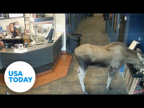 Wandering moose in Alaska sneaks into theater for movies and popcorn | USA TODAY