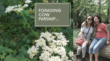 Foraging Cow Parsnip...