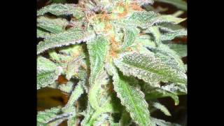 Grow # 4 ep17