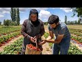 Tarladan Sofraya- Organik Çilek Hasadı ve Reçel Yapımı