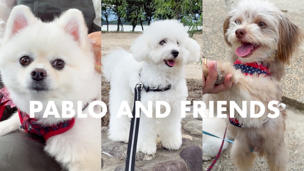マイペースな犬３匹と公園へ遊びに行く | Pablo the Poodle Goes to the Park With His Friends