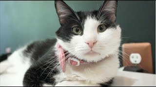 A Purr-Fect Combination | UMD
