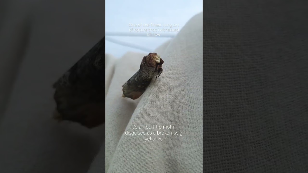 #bufftipmoth