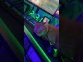ゆら猫家の日常