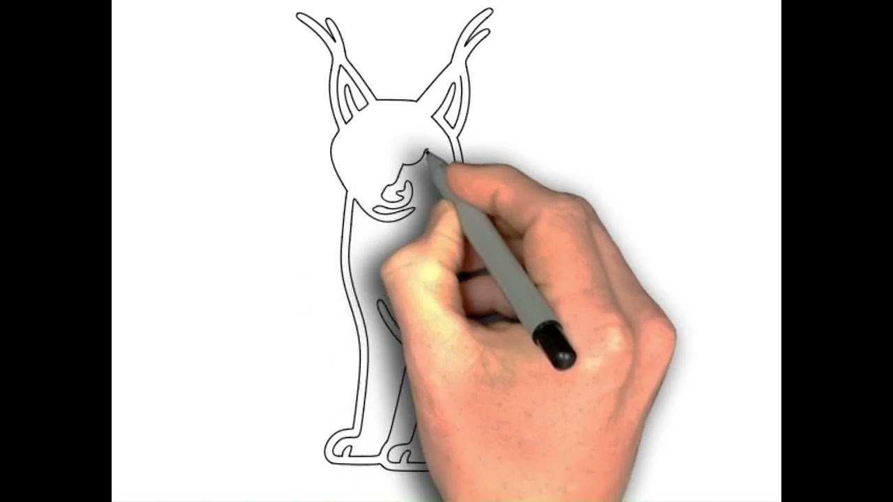 How to Draw Wild Cat