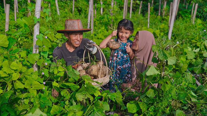 Panen Bengkoang dan Cabai Merah di Kebun | Masak Oseng Buncis Tempe, dan Manisan Bengkoang