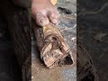 bow drill green wood fireboard #firemaking #primitivefire #survivalfire