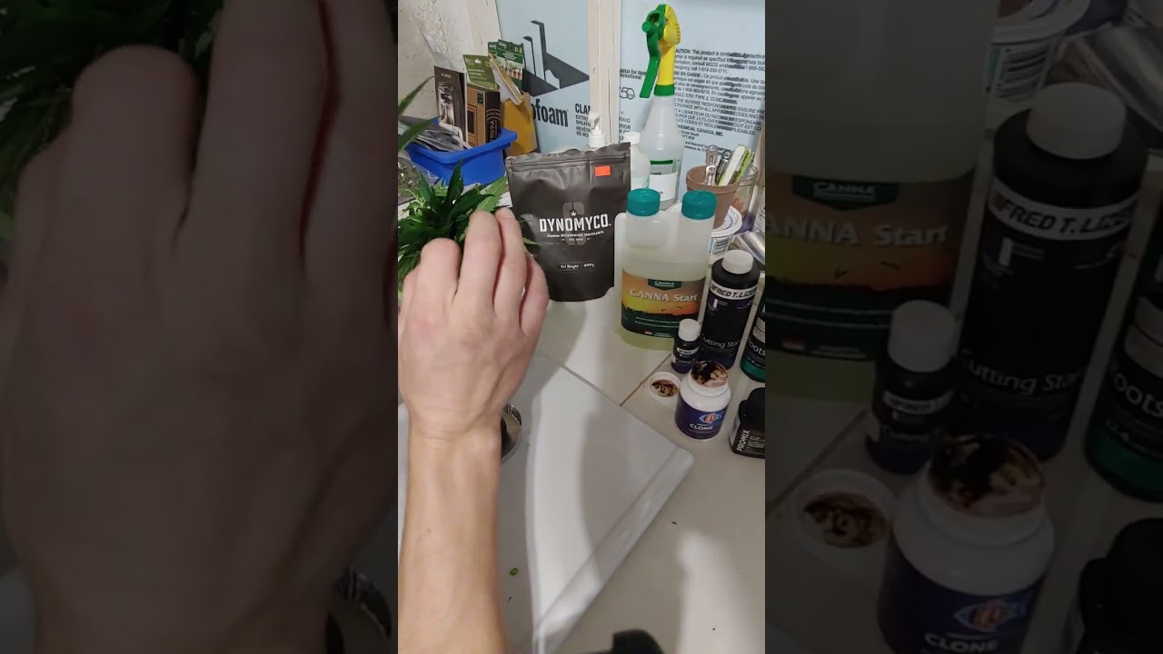 Comment faire des boutures (clones) de Cannabis