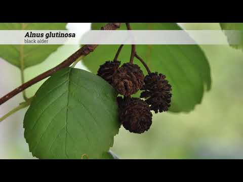 Video: Black alder: description and photo. Alder black and gray