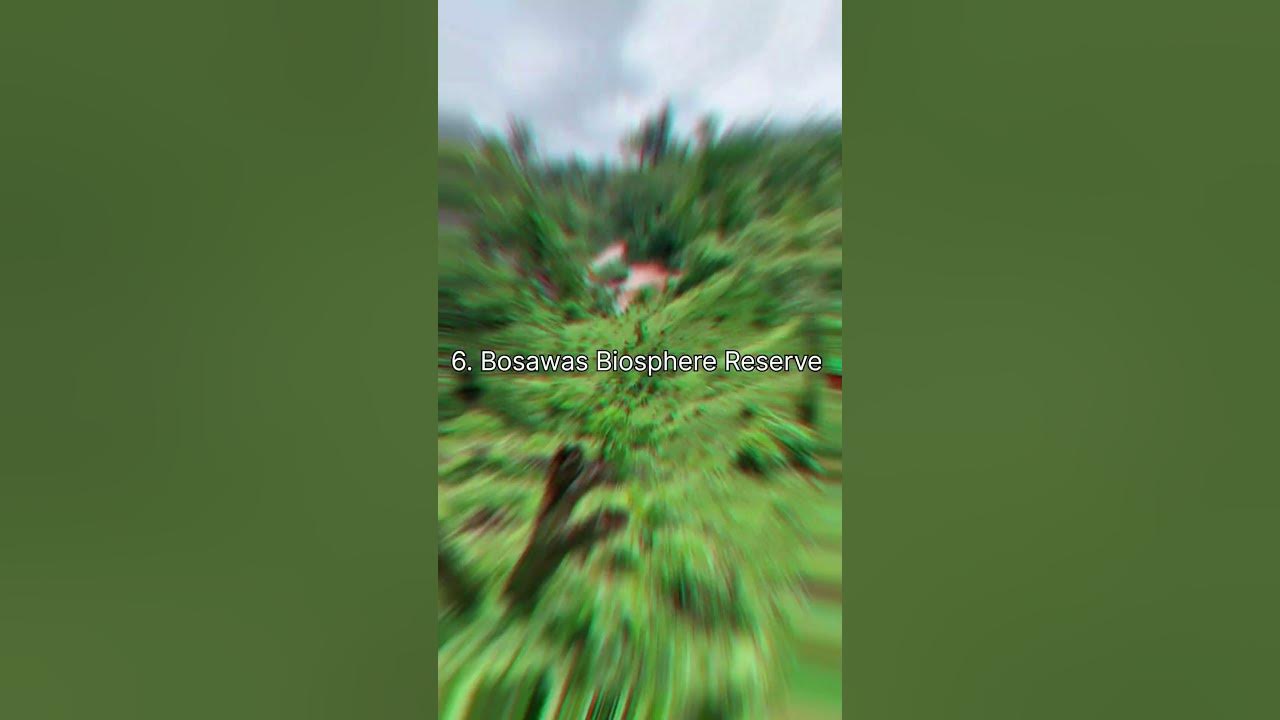top-10-largest-forest-in-the-world-vishwajeetkrsrivastava-youtube