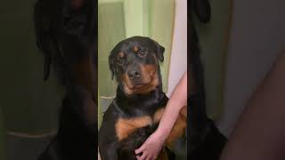 Интимные моменты #rottweiler #смешновидео #собака #смешнойшортс #memes #pets #суперсобака #puppy