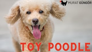 Köpek Eğitimi Toy Poodle - Temel İtaat Eğitimi İstanbul