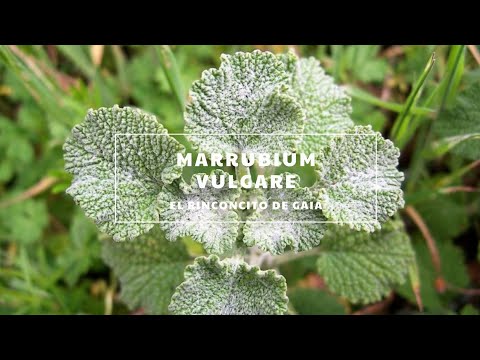 Marrubio Propiedades / Usos medicinales /Cuidados hqdefault