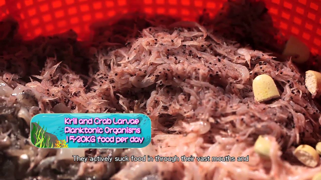 Do whale sharks eat people? - YouTube