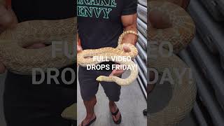 We answer a viewer question about hypo bull morphs. Whats the difference? Friday!