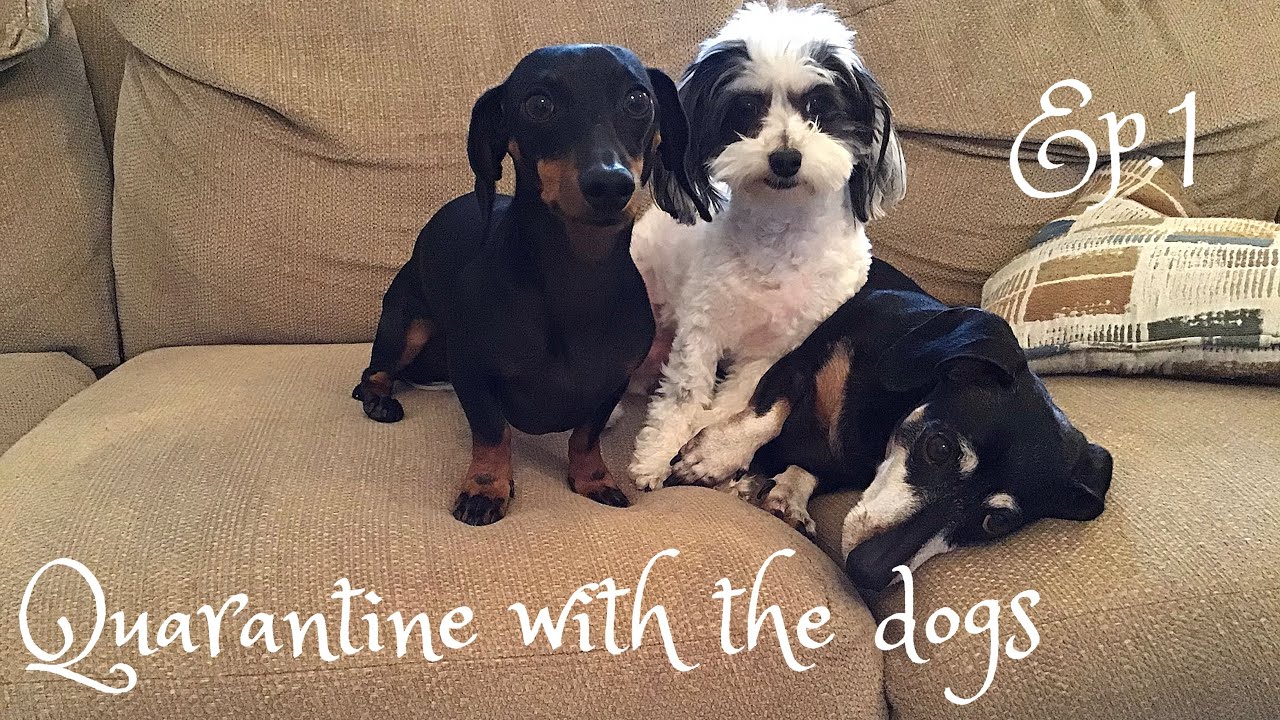Quarantine with the dogs YouTube