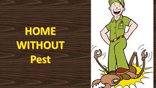 Fairfax Mice Exterminator – Local Mice Control Service in Fairfax