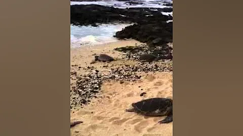 Hawaiian Sea Turtle Going in the Pacific