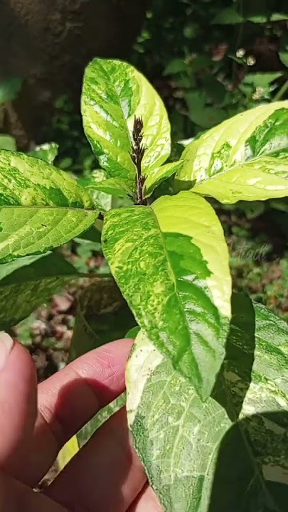 Beautiful and nutritious vegetables | Reundeu leaves