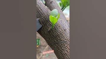 Patch budding method in plant #THE AGRI ACADEMY #AGRICUTURE#short video
