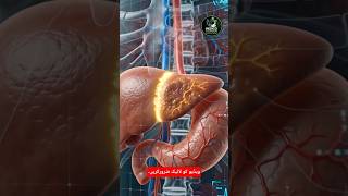 "Kya Liver Khud Ko Repair Kar Sakta Hai? 😱 | Human Body Facts #Shorts" #losefat
