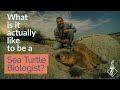 What is it actually like to be a sea turtle biologist  sciallorg