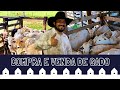 Dicas para trabalhar com venda e compra de gado