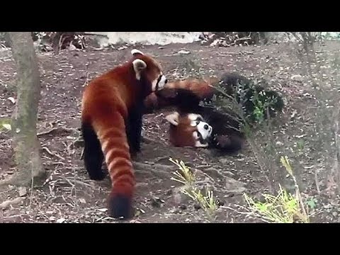 video phone beyonce mp3 レッサーパンダの親子 「タオファ&リーファ」(多摩動物公園)Red Panda Mother & Child