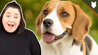 BEAGLE! 5 Incredible Facts About The BEAGLE by Fenrir Beagle Show 260 views 3 years ago 6 minutes, 9 seconds