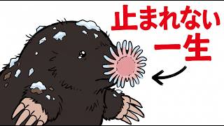 I Was Reborn as a Star-Nosed Mole and It Was the Worst