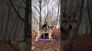 Raising a czech wolf after a miraculous rescue #animalshorts #animals #animalslover