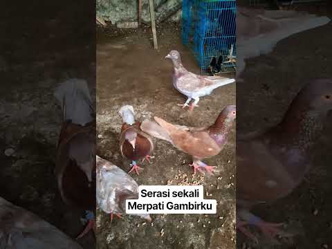 Shorts Serasi Makan Merpati Gambit ku