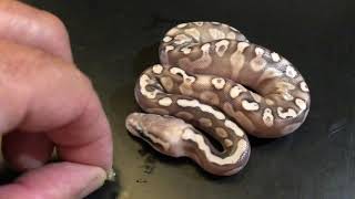 Famous GREAT ODDS ON CLUTCH 1 & 2 .  ALL GHI COMBOS Profile