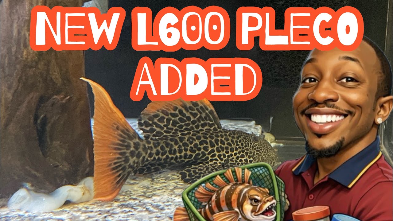 L600 Leopard🐆🌵Cactus Pleco