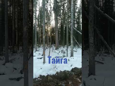 Тайга Жигаловский район Иркутская область Газпром ЛГСС Сибирь война самый большой лес в мире кино