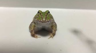 ホオコケツノガエル Youtube