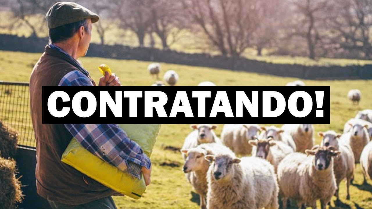 (VISTO TIER 5) FAZENDAS NO REINO UNIDO PRECISANDO DE MÃO DE OBRA